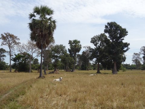 Siem Reap - Les temples d'Angkor, Cambodge