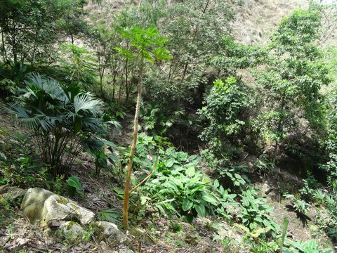 Minca - Santa Marta, Colombie