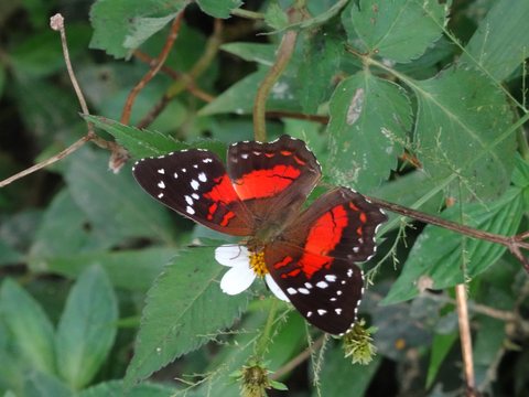 Minca - Santa Marta, Colombie