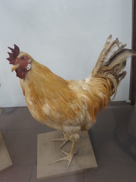 Popayan - Silvia, Colombie