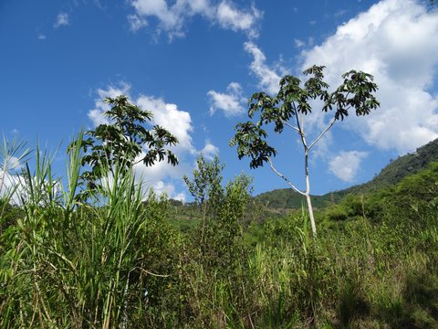 Zona Cafetera, Colombie