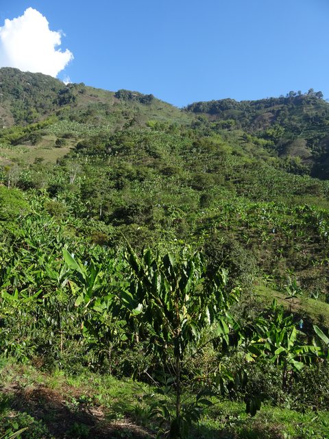 Zona Cafetera, Colombie