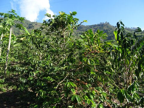 Zona Cafetera, Colombie