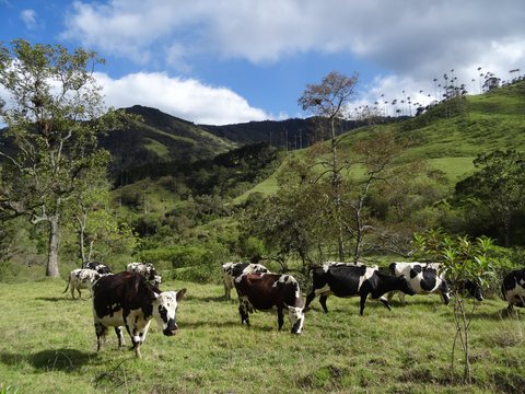Zona Cafetera, Colombie
