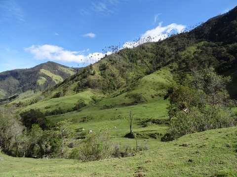 Zona Cafetera, Colombie