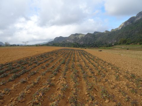 Viñales - María la Gorda - Pinar del Rio, Cuba