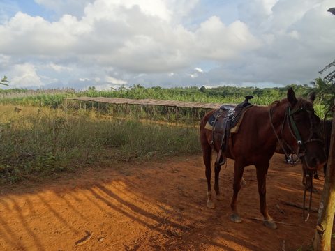 Viñales - María la Gorda - Pinar del Rio, Cuba