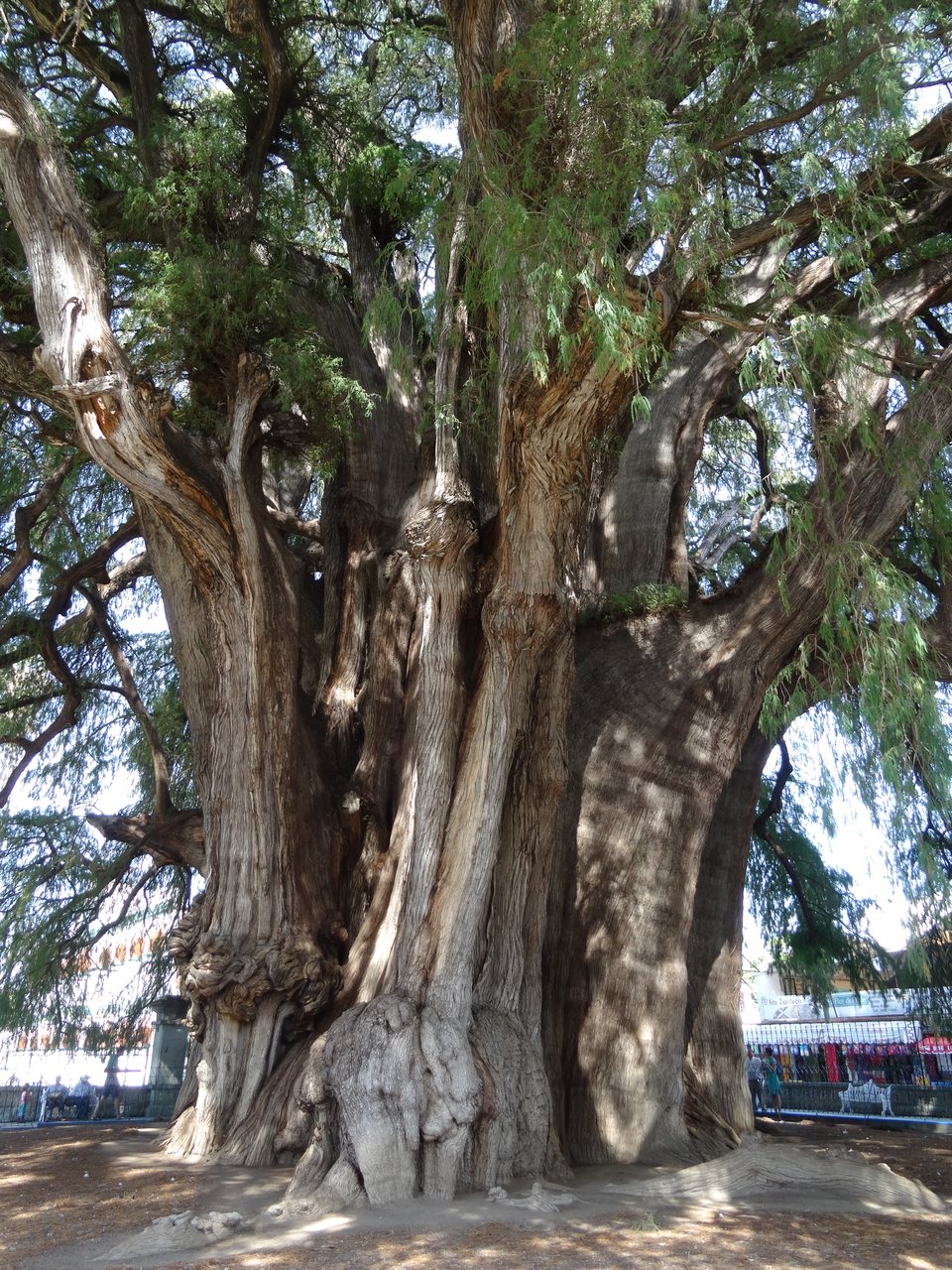 Oaxaca de Juarez, Mexique