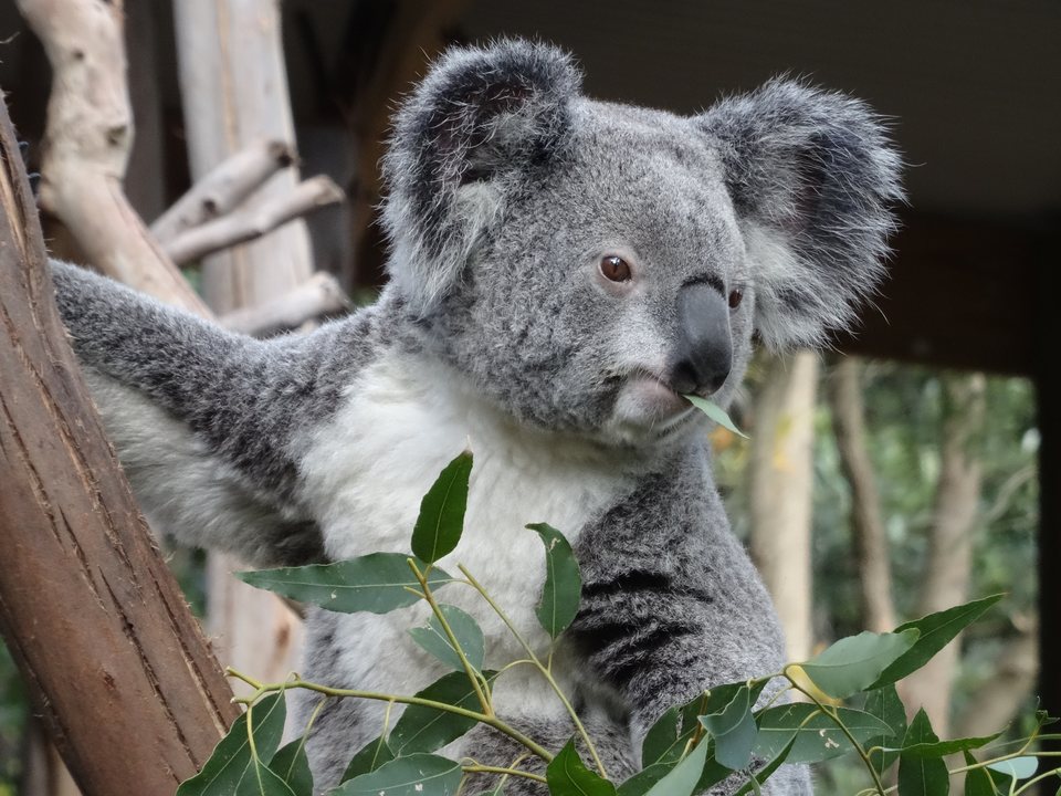 Australie, Australie