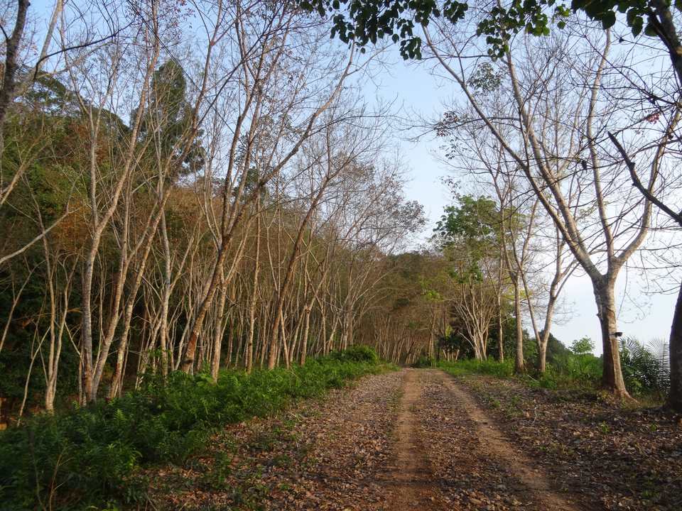 Surat Thani, Thaïlande