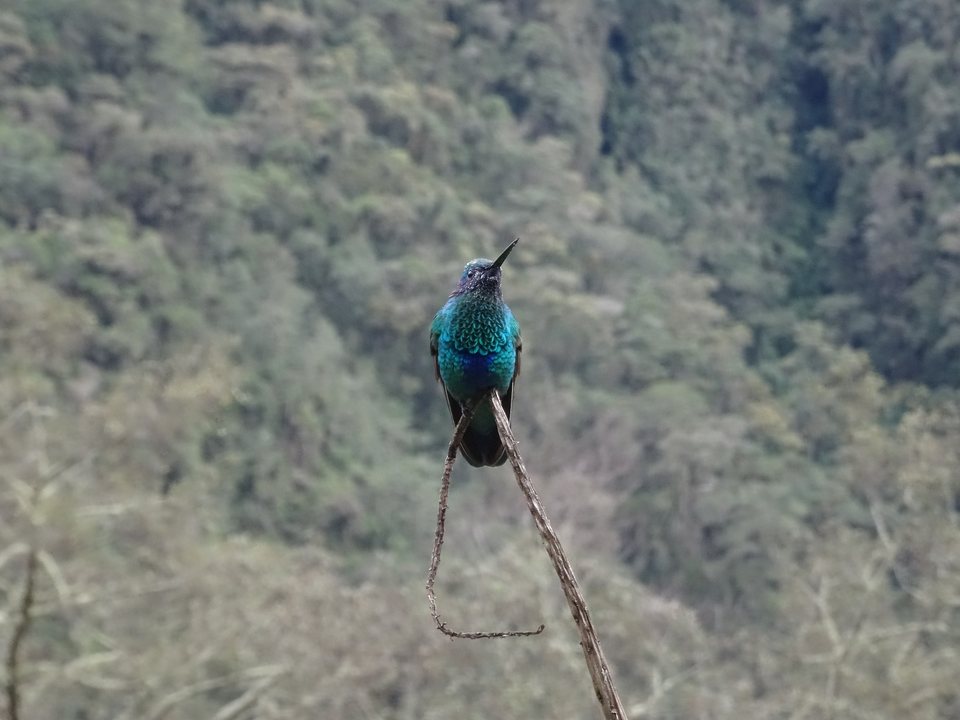 Zona Cafetera, Colombie