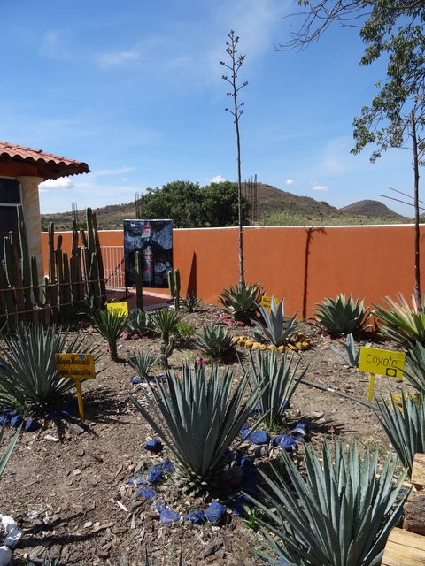 Oaxaca de Juarez, Mexique