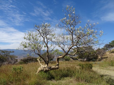 Oaxaca de Juarez, Mexique