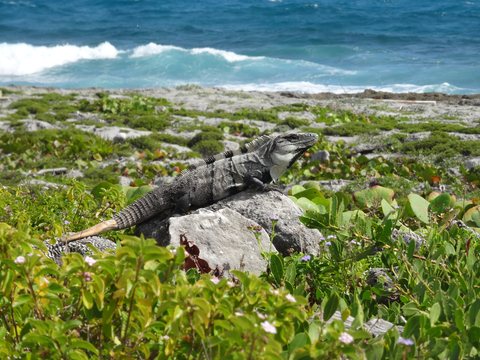 Cancún - Playa del Carmen, Mexique