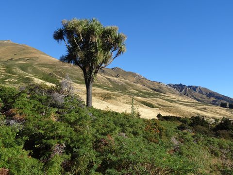 Lac Wanaka, Nouvelle-Zélande
