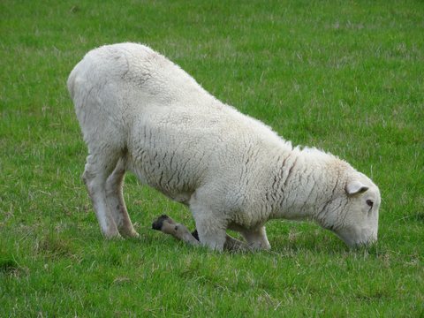 Hanmer Springs - Renwick, Nouvelle-Zélande