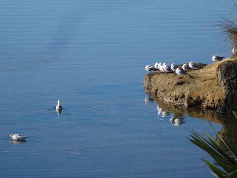 Coromandel, Nouvelle-Zélande