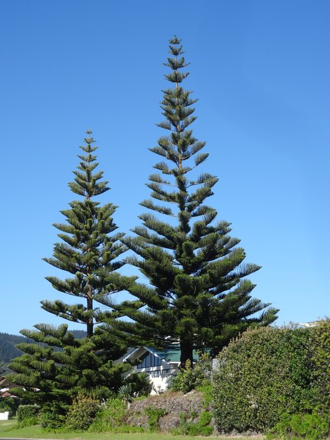 Coromandel, Nouvelle-Zélande