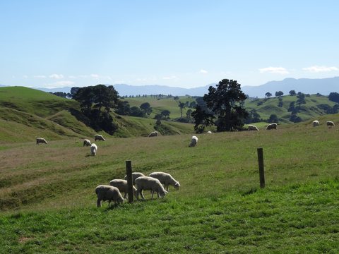 Hobbiton, Nouvelle-Zélande