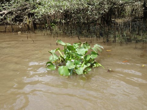 Le delta du Mékong, Vietnam